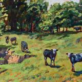 Curious Cows